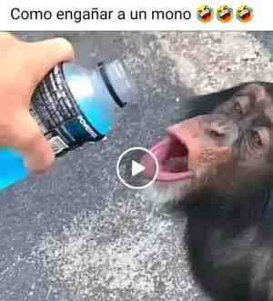 Como engañar a un mono