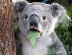 Koala Meme Generator