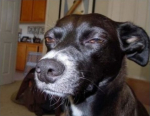 Perro Sospechoso Meme Generator