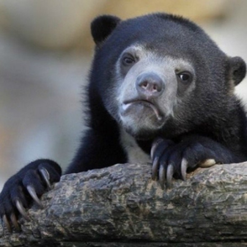 Confession Bear Confession Bear