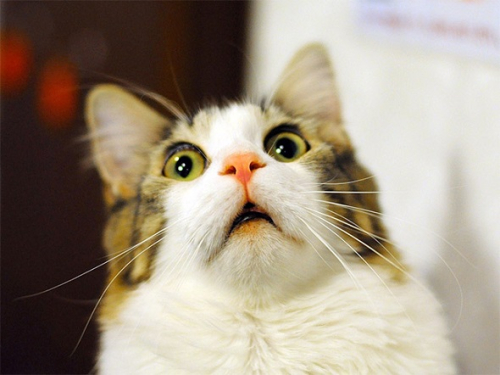 Gato Asombrado Gato Asombrado