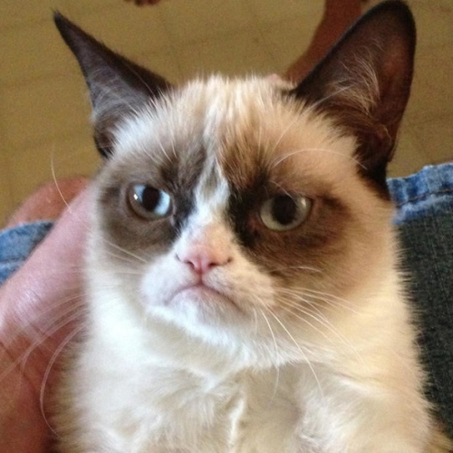 Gato enfadado Gato enfadado