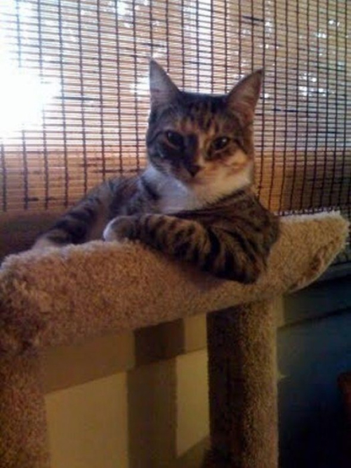 Gato Interesante Gato Interesante