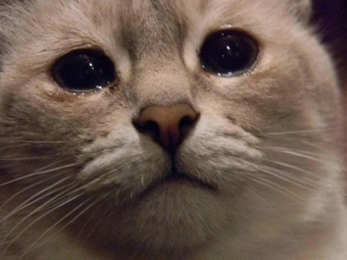 Gato triste Gato triste