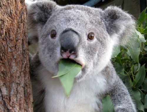 Koala Koala