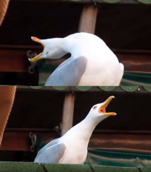 La Gaviota La Gaviota