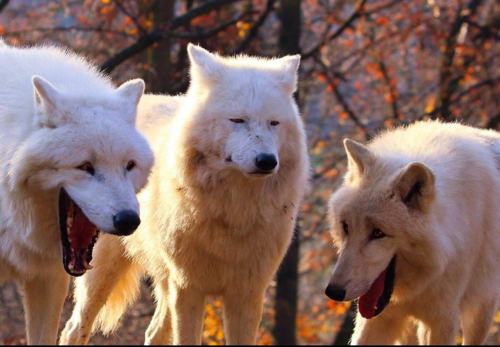 Lobos blancos riéndose Lobos blancos riéndose