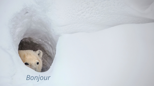 Oso Bonjour Oso Bonjour