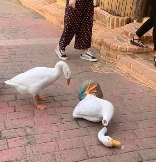 Pato viendo a un pato decorativo roto Pato viendo a un pato decorativo roto