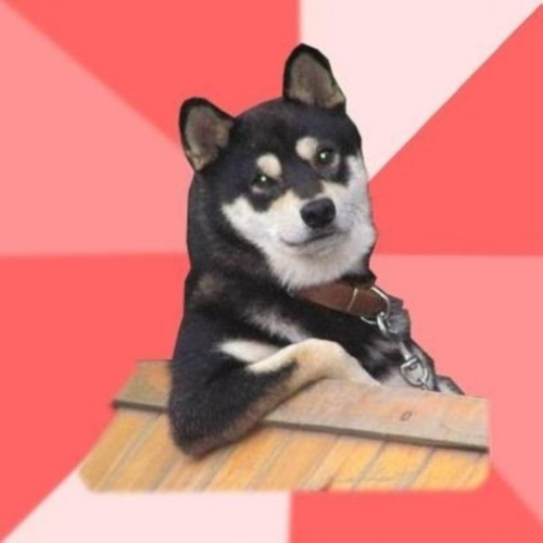 Perro Guay Perro Guay