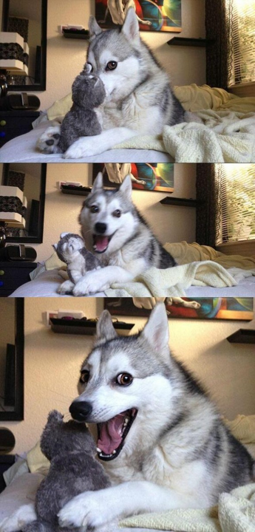 Perro Husky Perro Husky