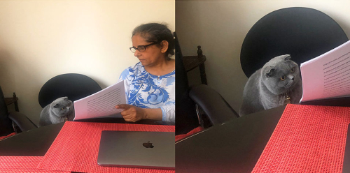Señora corrige a su gato Señora corrige a su gato