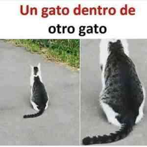 Un gato dentro de otro gato