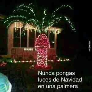Nunca pongas luces de navidad en una palmera