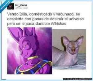 Se vende Bills domesticado