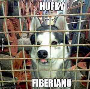 Hufky Fiberiano