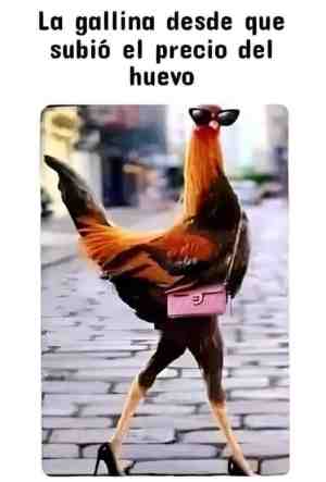 La gallina desde que subió el precio del huevo