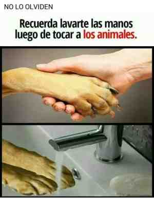 Recuerda lavarte las manos después de tocar a los animales