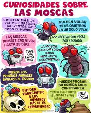 Curiosidades sobre las moscas