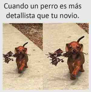 Cuando un perro es más detallistas que tu novio