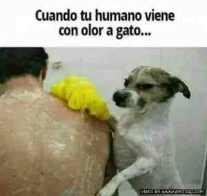 Cuando tu humano viene con olor a gato