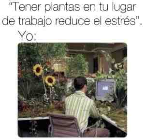 Tener plantas en tu lugar de trabajo reduce el estrés