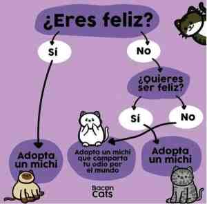 ¿Eres feliz? Adopta un michi