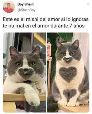 El mishi del amor