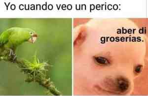 Yo cuando veo un perico