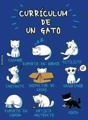 Currículum de un gato