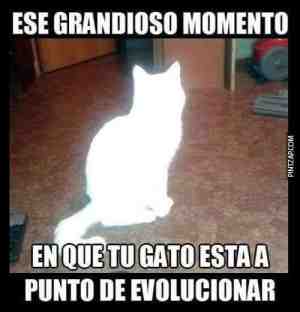 Ese grandioso momento en que tu gato esta apunto de evolucionar