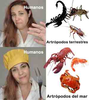 ¿Te gustan los Artrópodos?