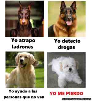 Tipos de perros