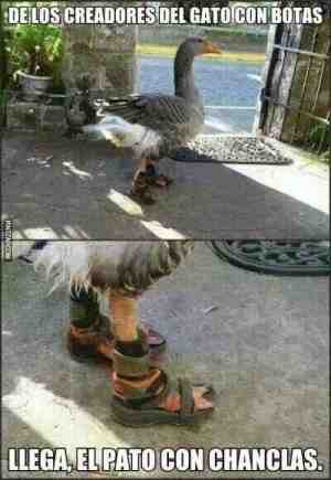 De los creadores del gato con botas. Llega, el pato con chanclas