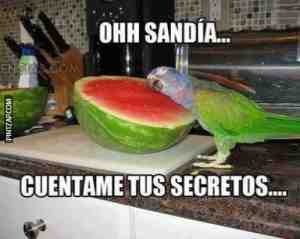 Oh sandia cuéntame tus secretos