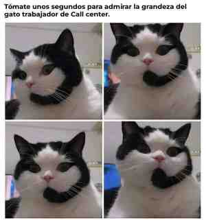 El gato trabajador de call center
