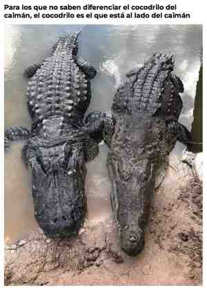 Para los que no saben diferenciar el cocodrilo del caimán