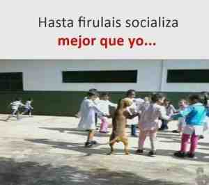 Hasta firulais socializa mejor que yo