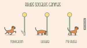 Redes sociales caninas