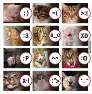 Expresión gráfica emojis en gatos