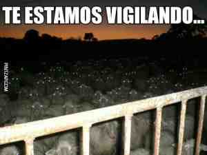 Te estamos vigilando