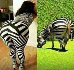 Parecidos razonables zebra