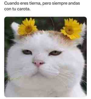 Cuando eres tierna pero siempre andas con tu carota