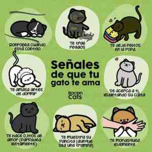 Señales de que tu gato te ama