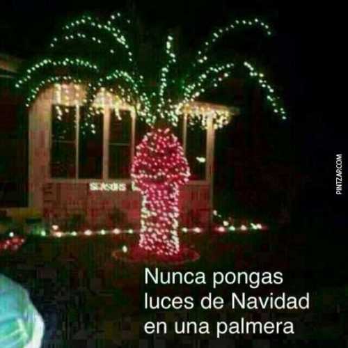 Nunca pongas luces de navidad en una palmera