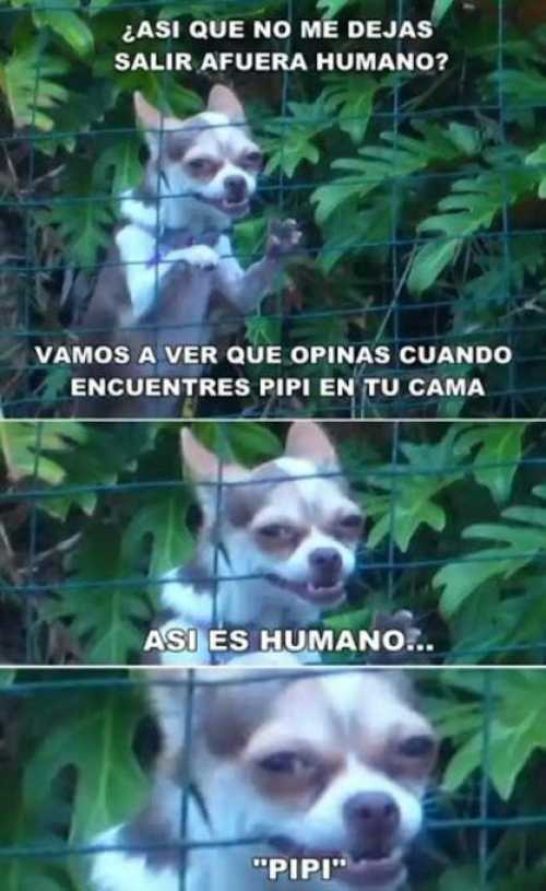 ¿Así que no me dejas salir afuera humano?