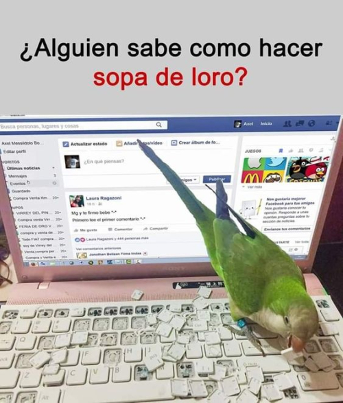 ¿Alguien sabe como hacer sopa de loro?