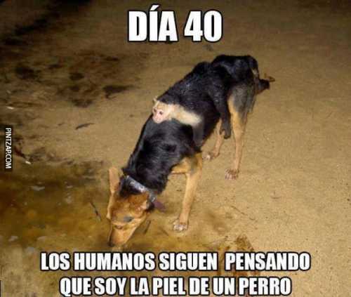 Día 40, los humanos siguen pensando que soy la piel de un perro.