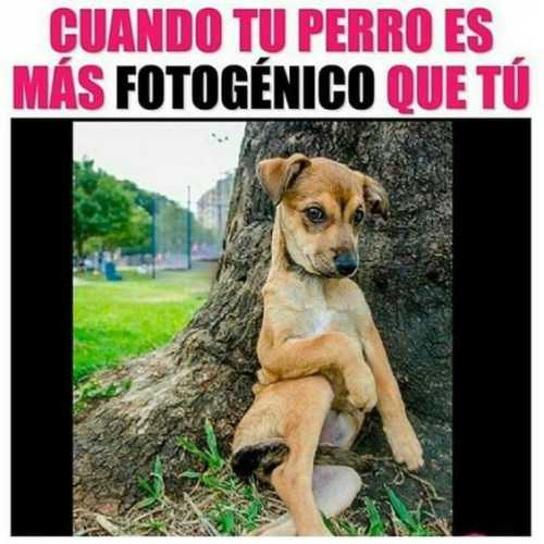 Cuando tu perro es más fotogénico que tu