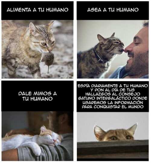 Cómo ser un gato